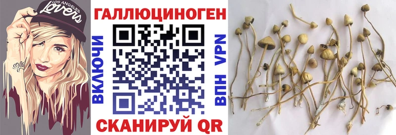 blacksprut как зайти Вязьма дарк нет состав Галлюциногенные грибы MAGIC MUSHROOMS